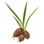Cyperus Rotundus