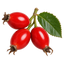 Rosehip