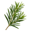 Tea Tree